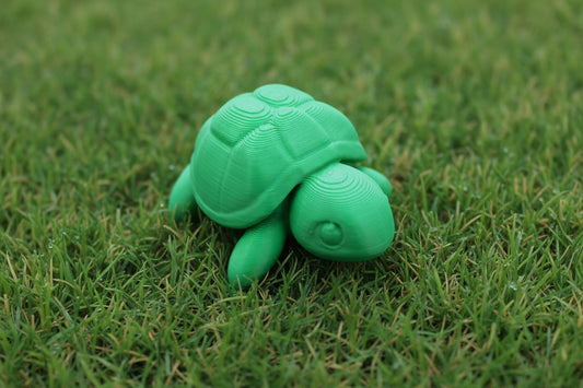 Baby Turtle