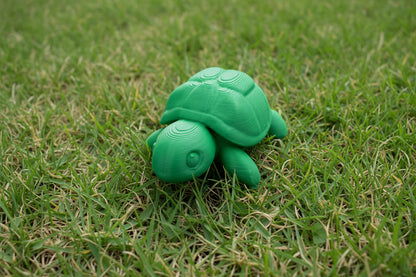 Baby Turtle